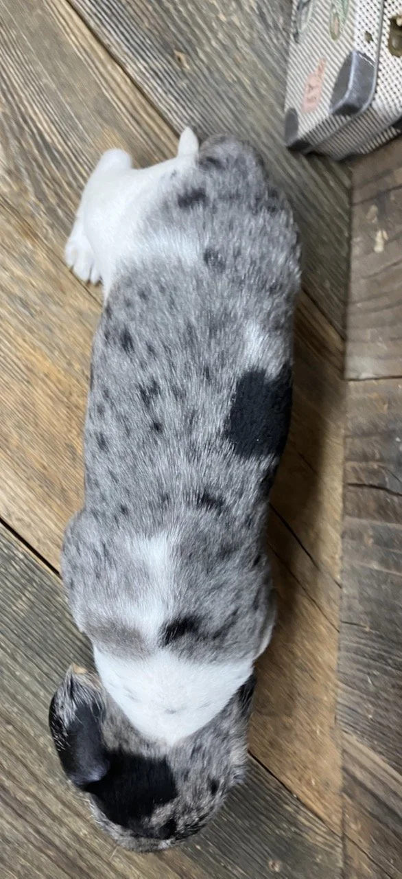 Miniature Dachshund Silver Dapple Smooth Coat