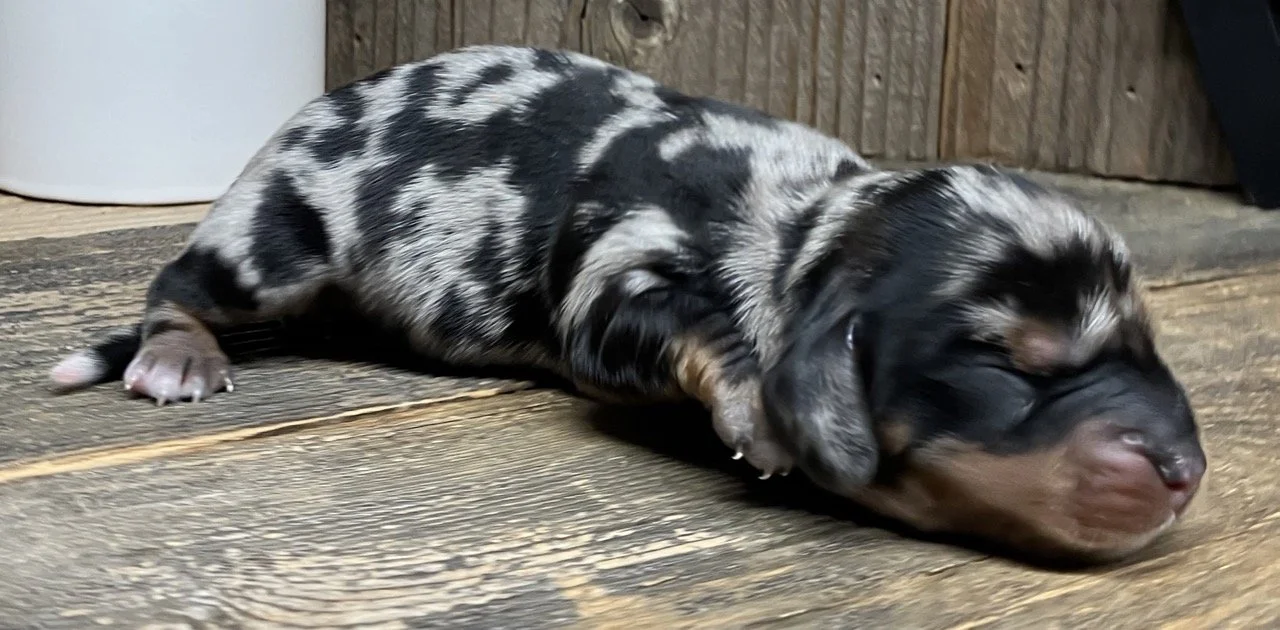 Dapple Doxie