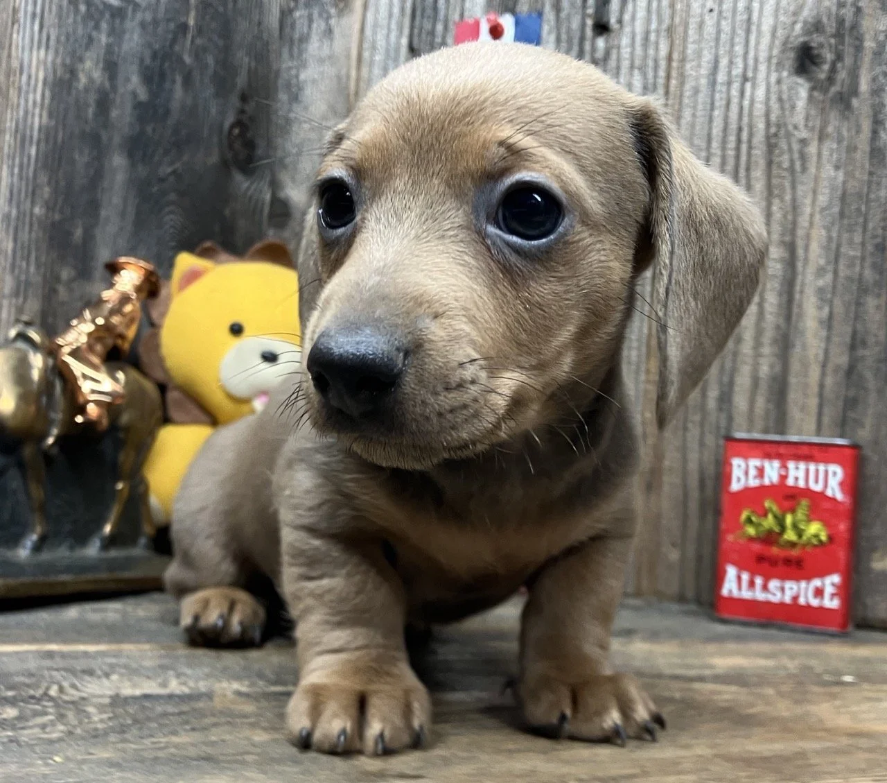 Isabella Mini Dachshund Breeder California