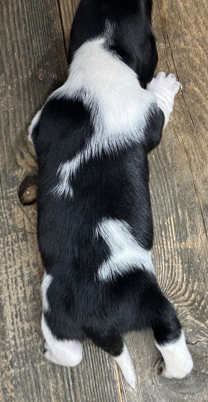 Piebald Miniature Dachshund Pup