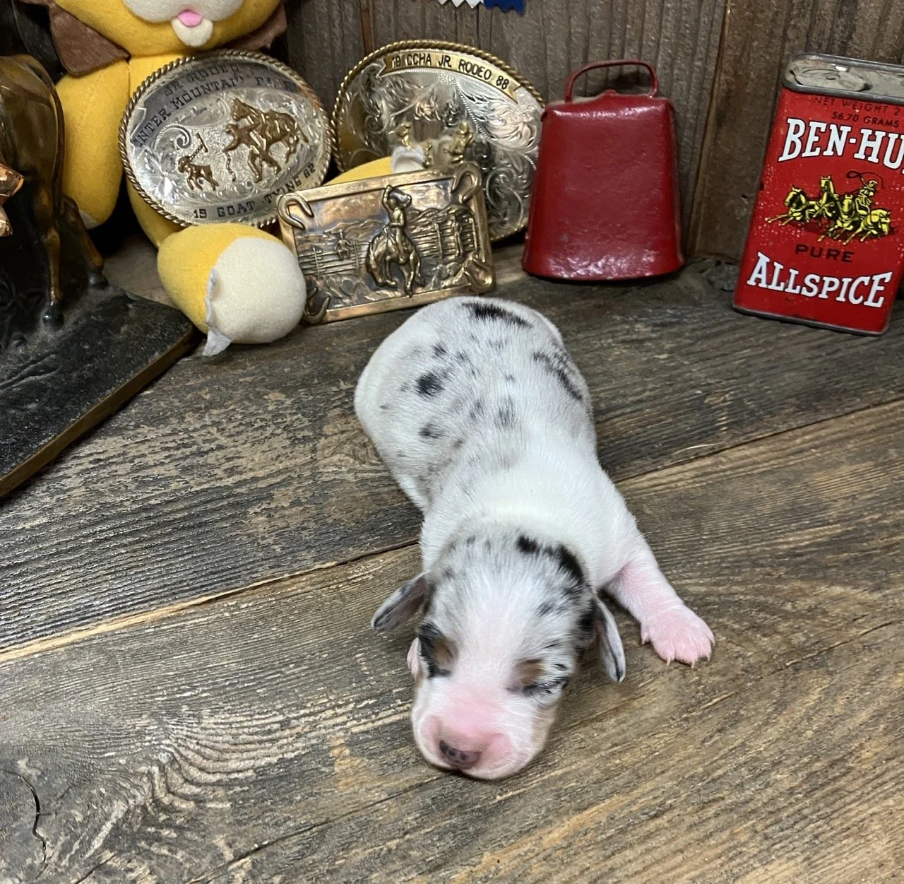 Silver Dapple Piebald Dachshund Puppy