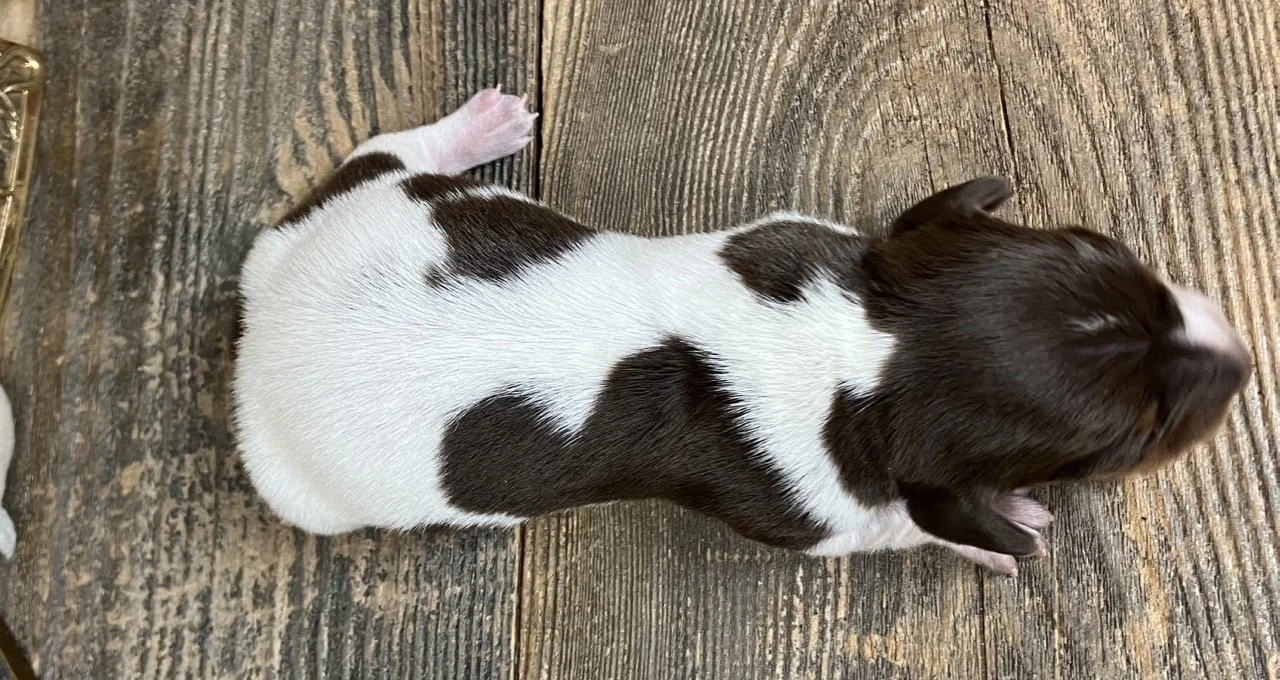 piebald mini dachshund puppy