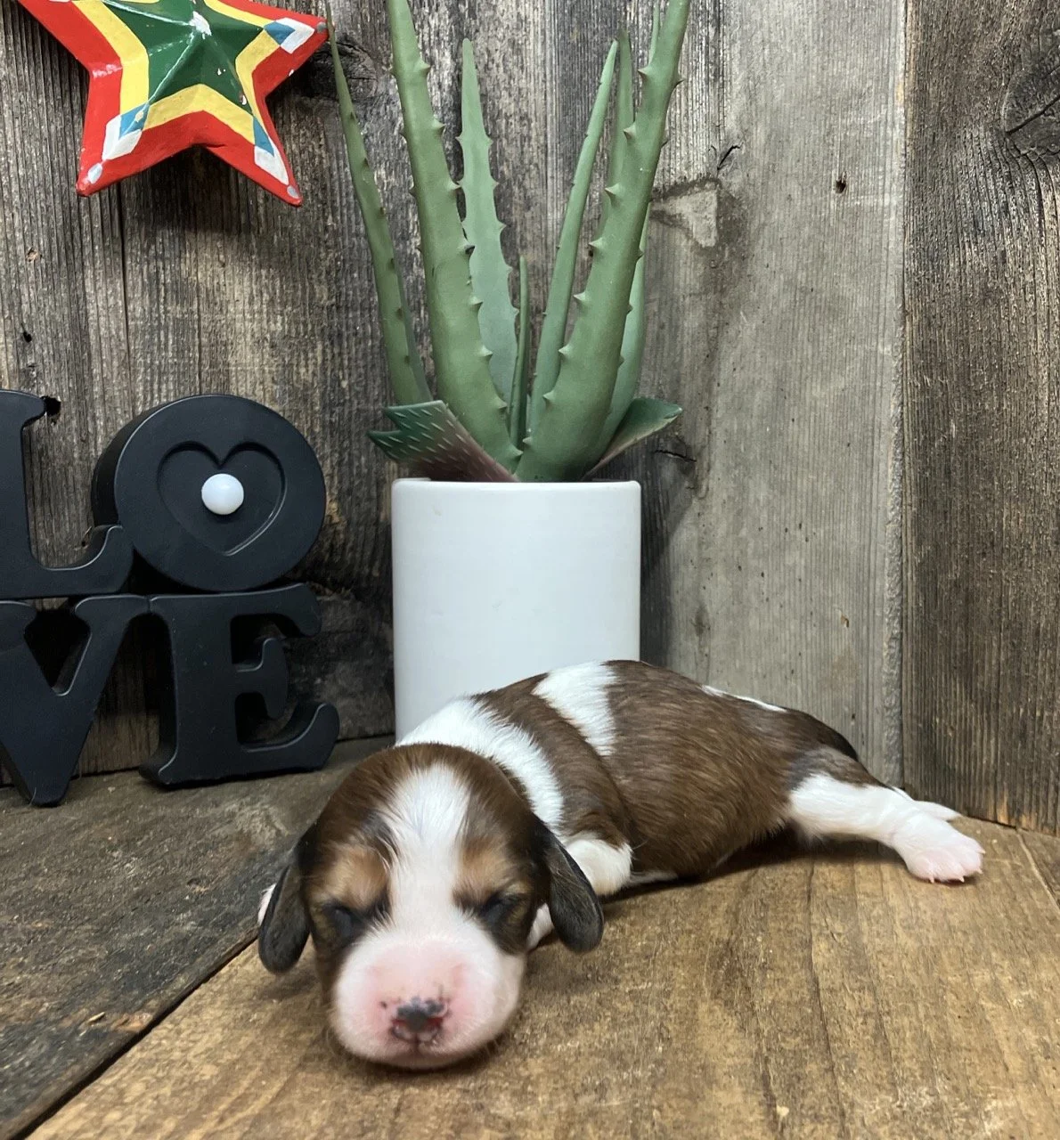 Red Piebald Miniature Dachshund Breeder Puppy Puppies For Sale