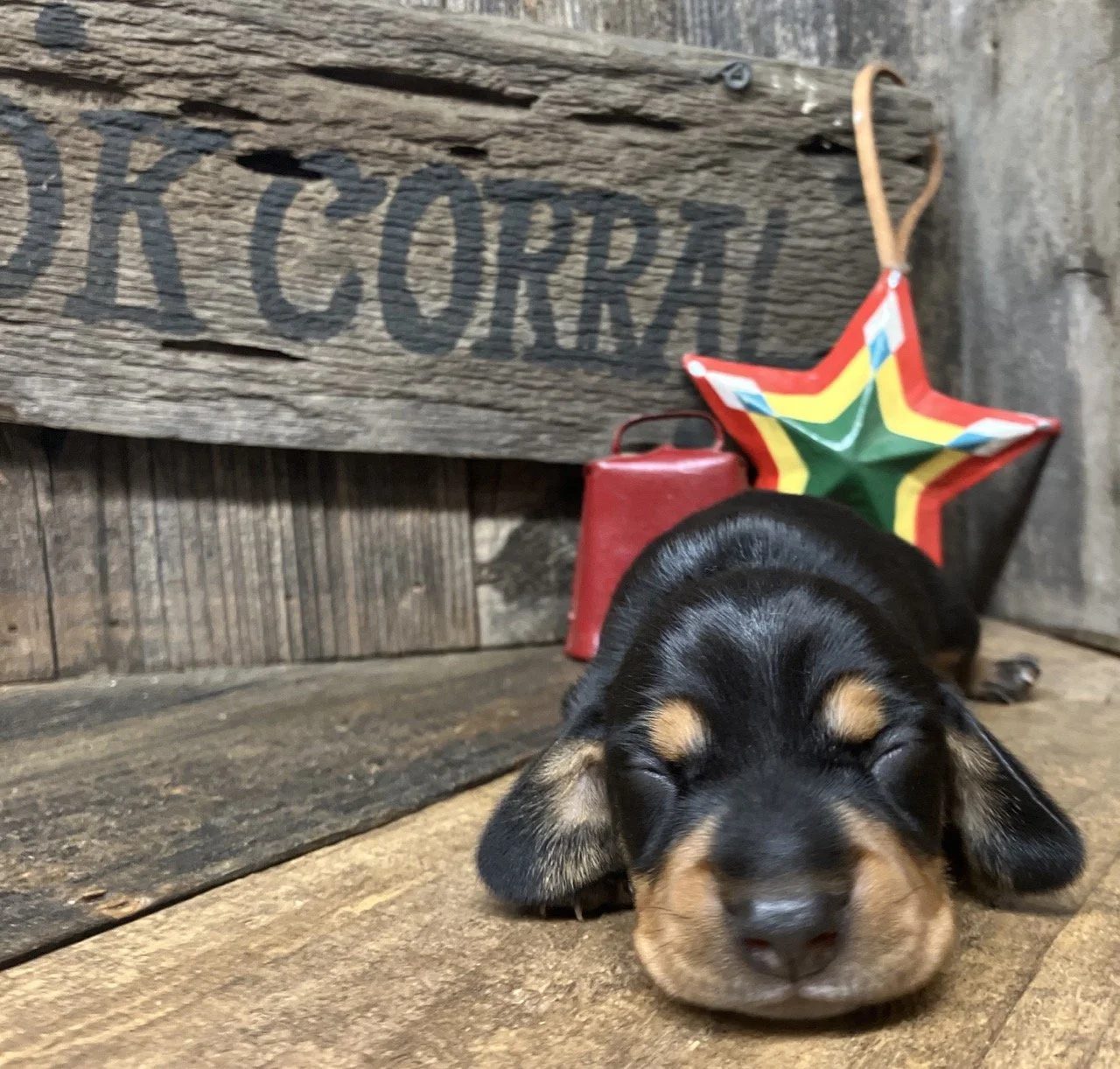 Black & Tan Classic Mini Dachshund