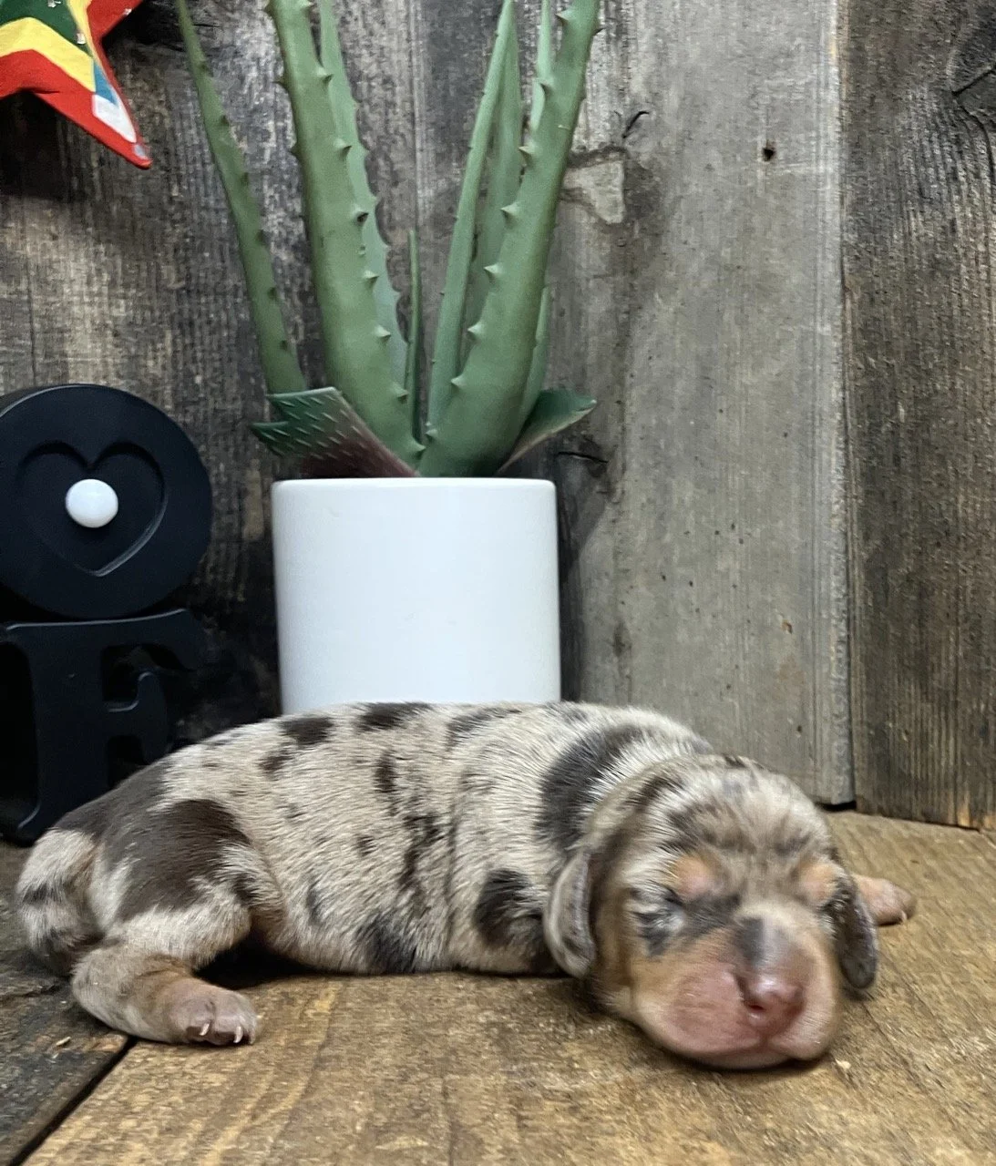 Chocolate and Tan Dapple Miniature Dachshund Puppy California Good Dog