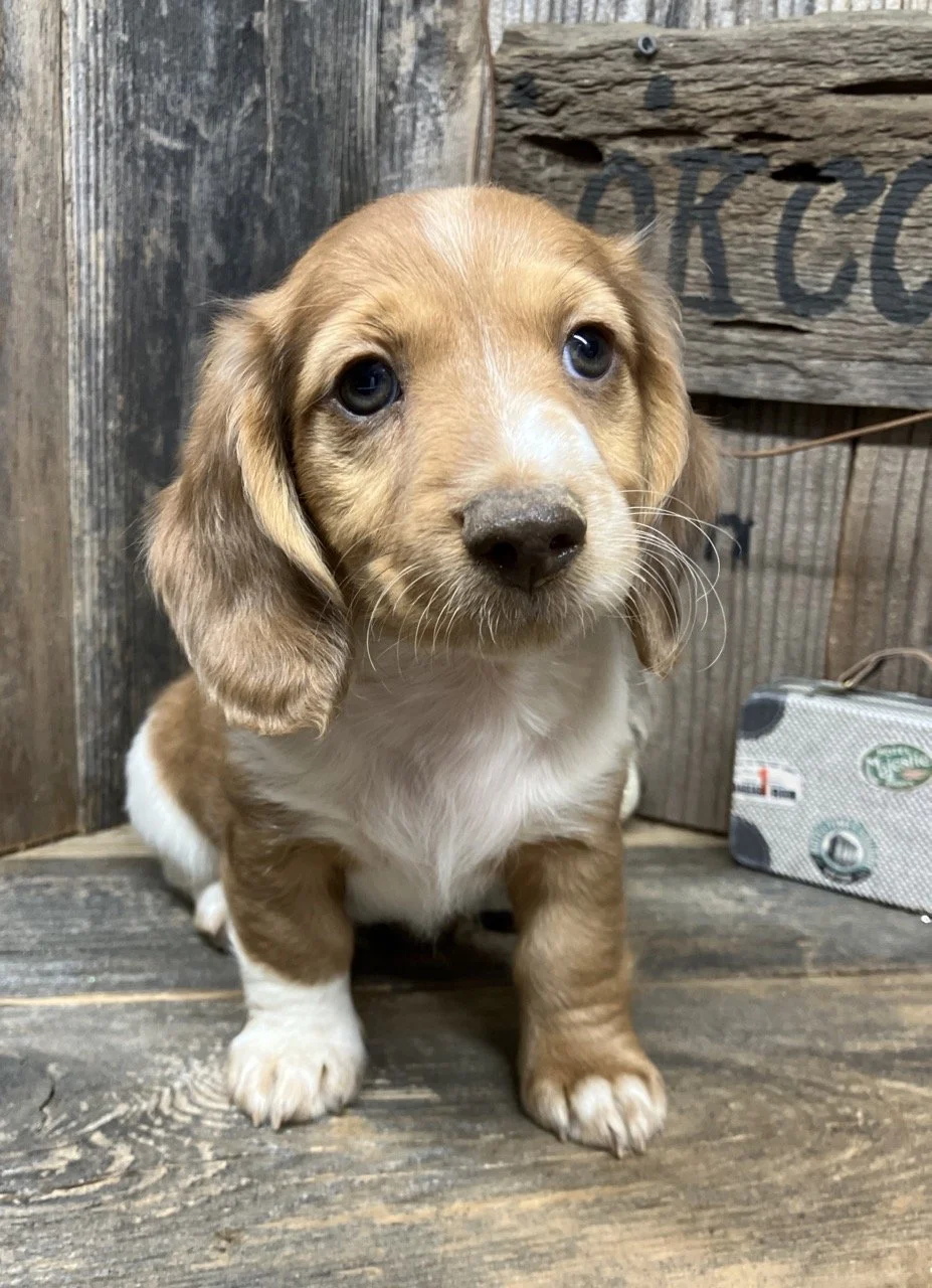 Long Hair Mini Dachshund Puppy Puppies Nor Cal