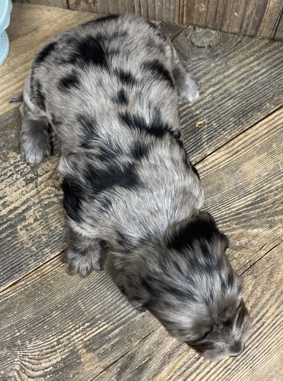 Miniature Dachshund Puppy Silver Dapple Female with blue eye