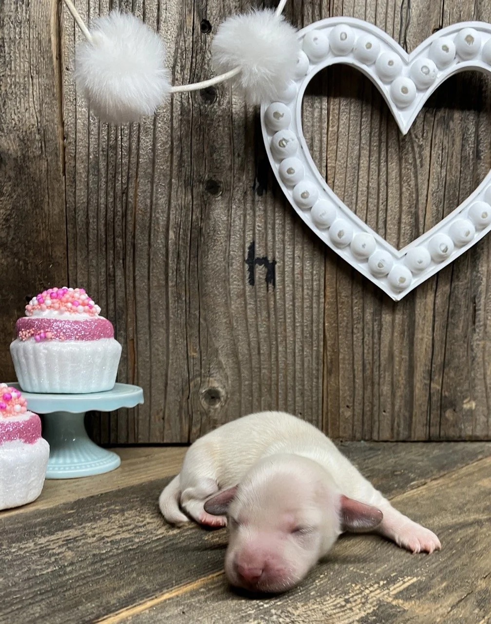 Miniature dachshund puppies in Northern California GoodDog Cream