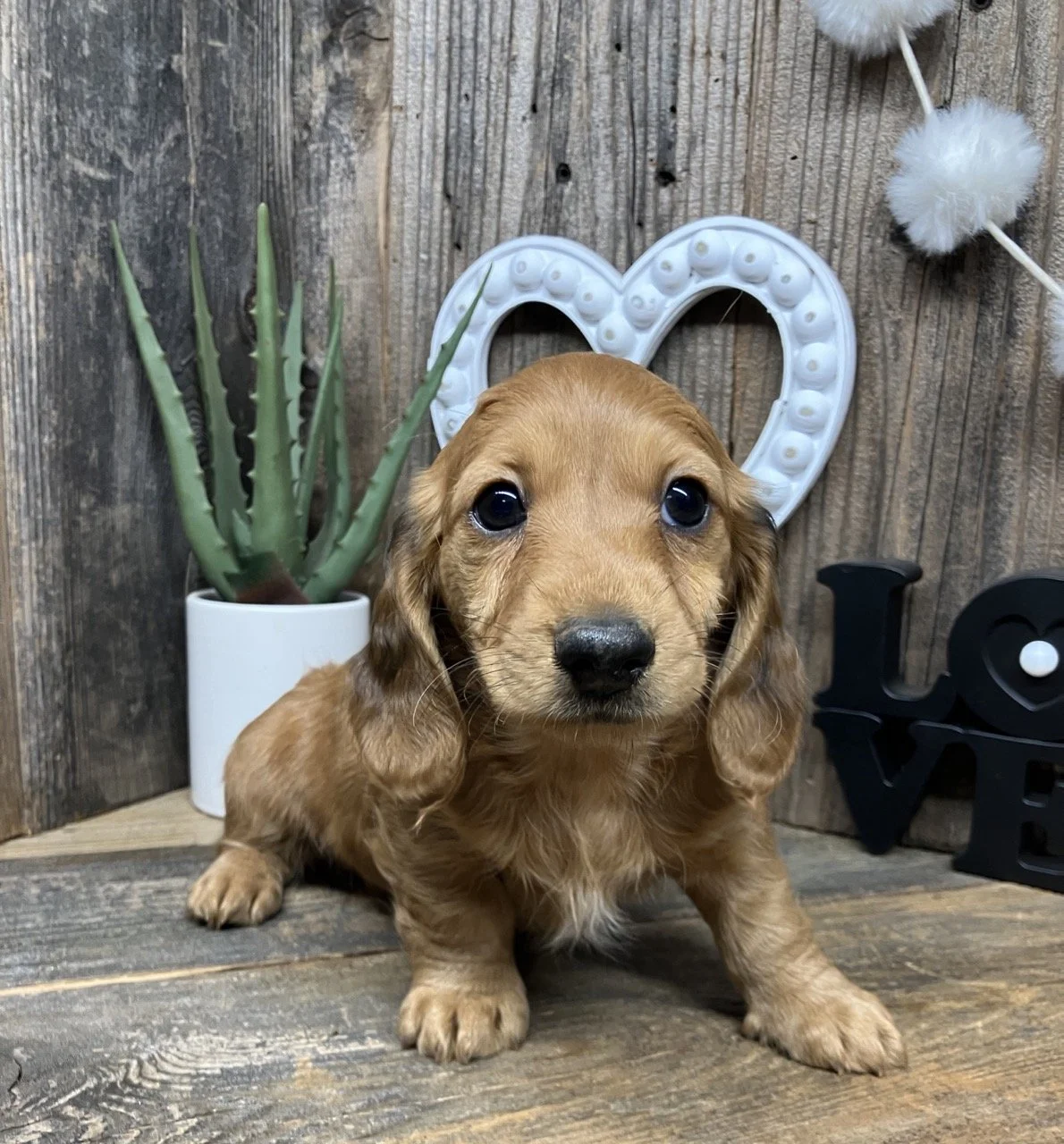 Long Hair Dachshund Puppy