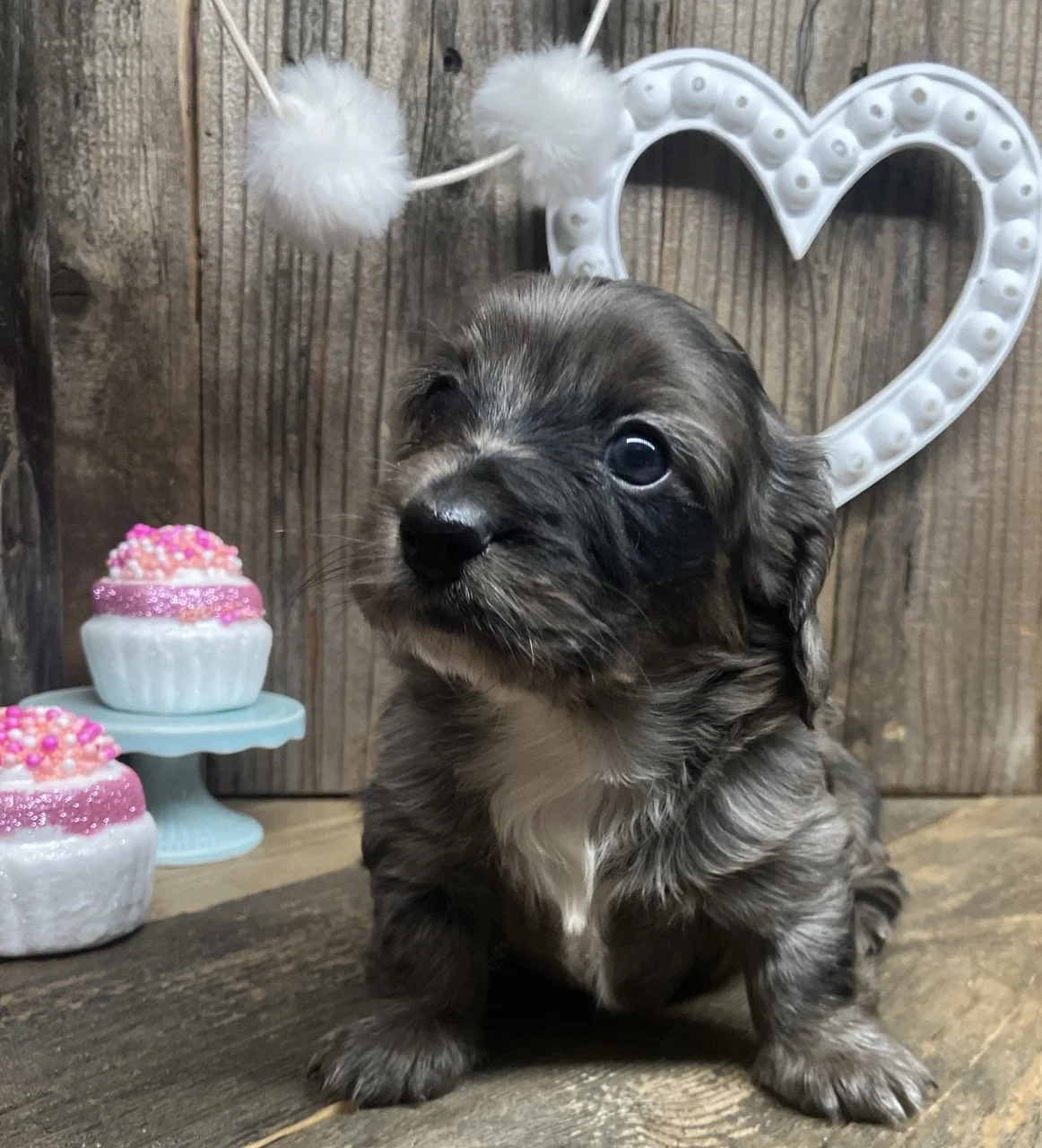 Long Coat Silver Dapple Miniature Doxie Puppy
