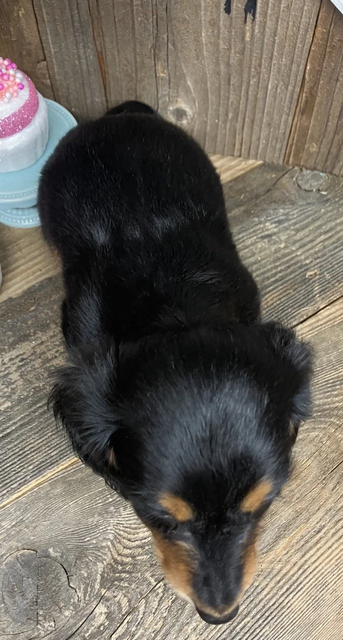Long Hair Mini Dachshund Nor Cal