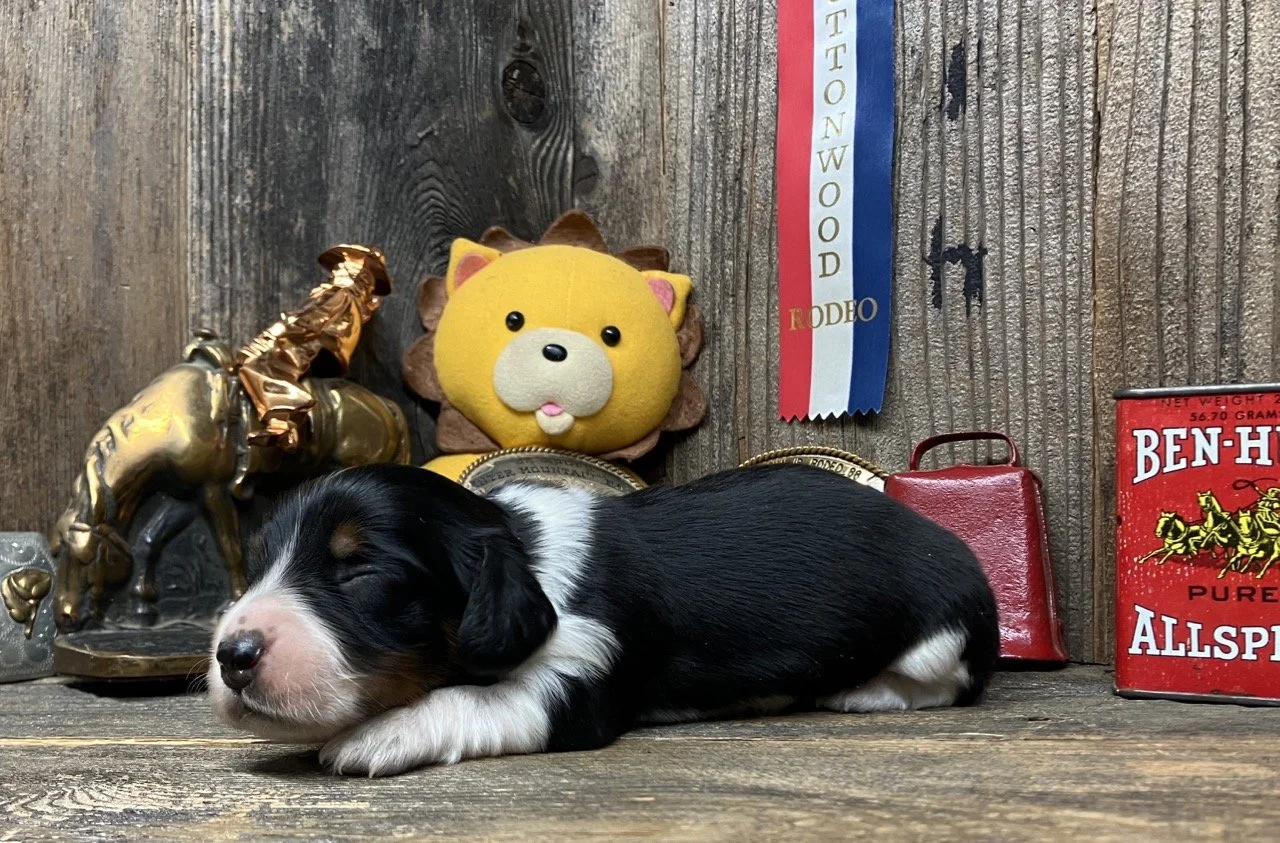 Long Haired Miniature Dachshund Puppies