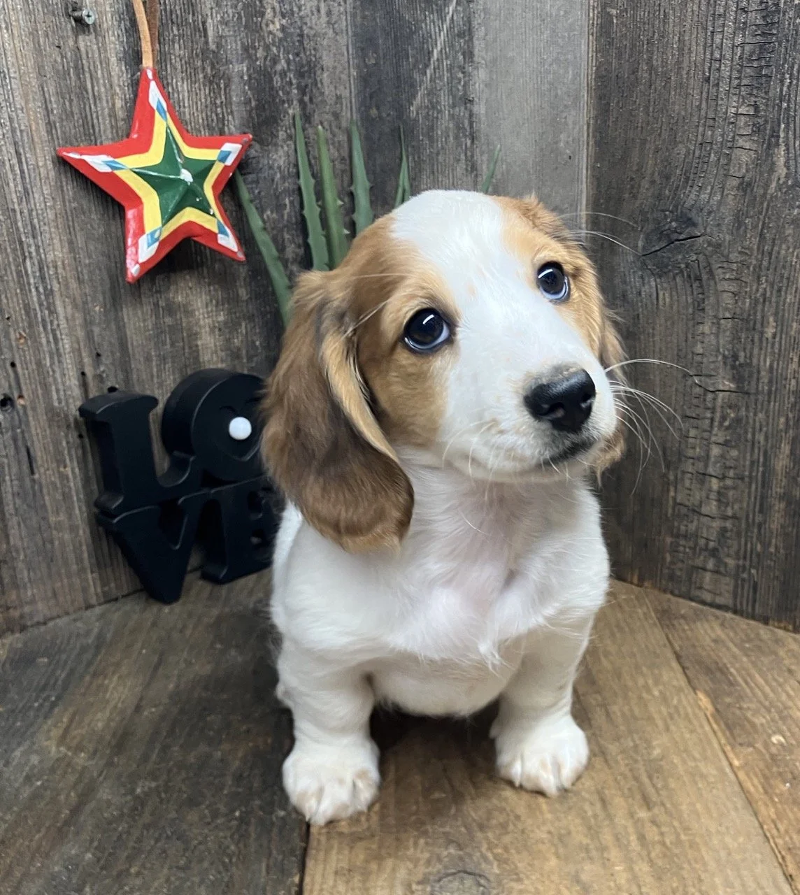 Mini Doxie Dachshund Breeder Near Me Susanville Reno Miniature Long Coat