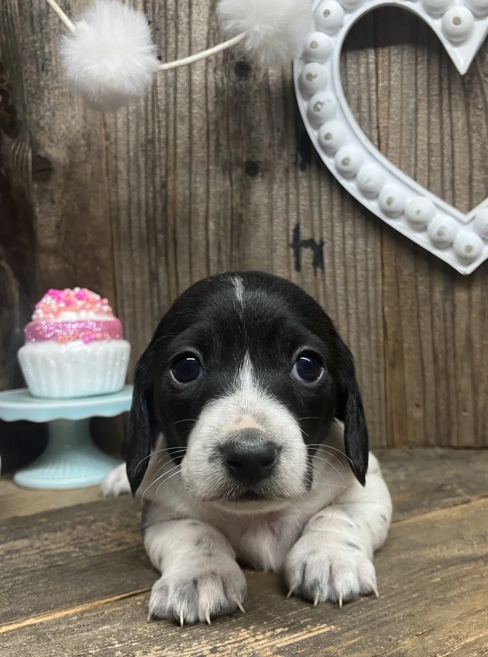 Smooth Coat Miniature Dachshund Puppy