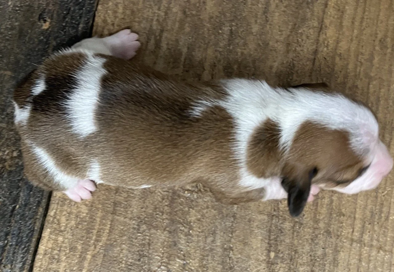Mini Dachshund Puppies Breeder Northern California Piebald
