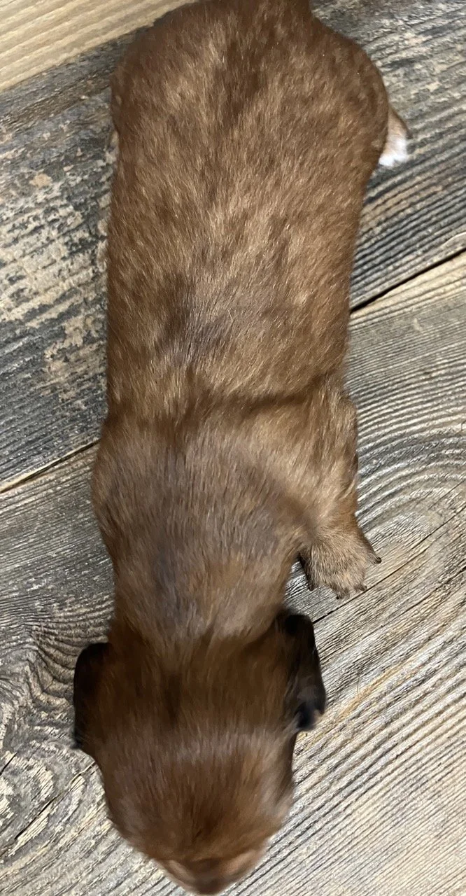 GoodDog Miniature Dachshund Puppy in California