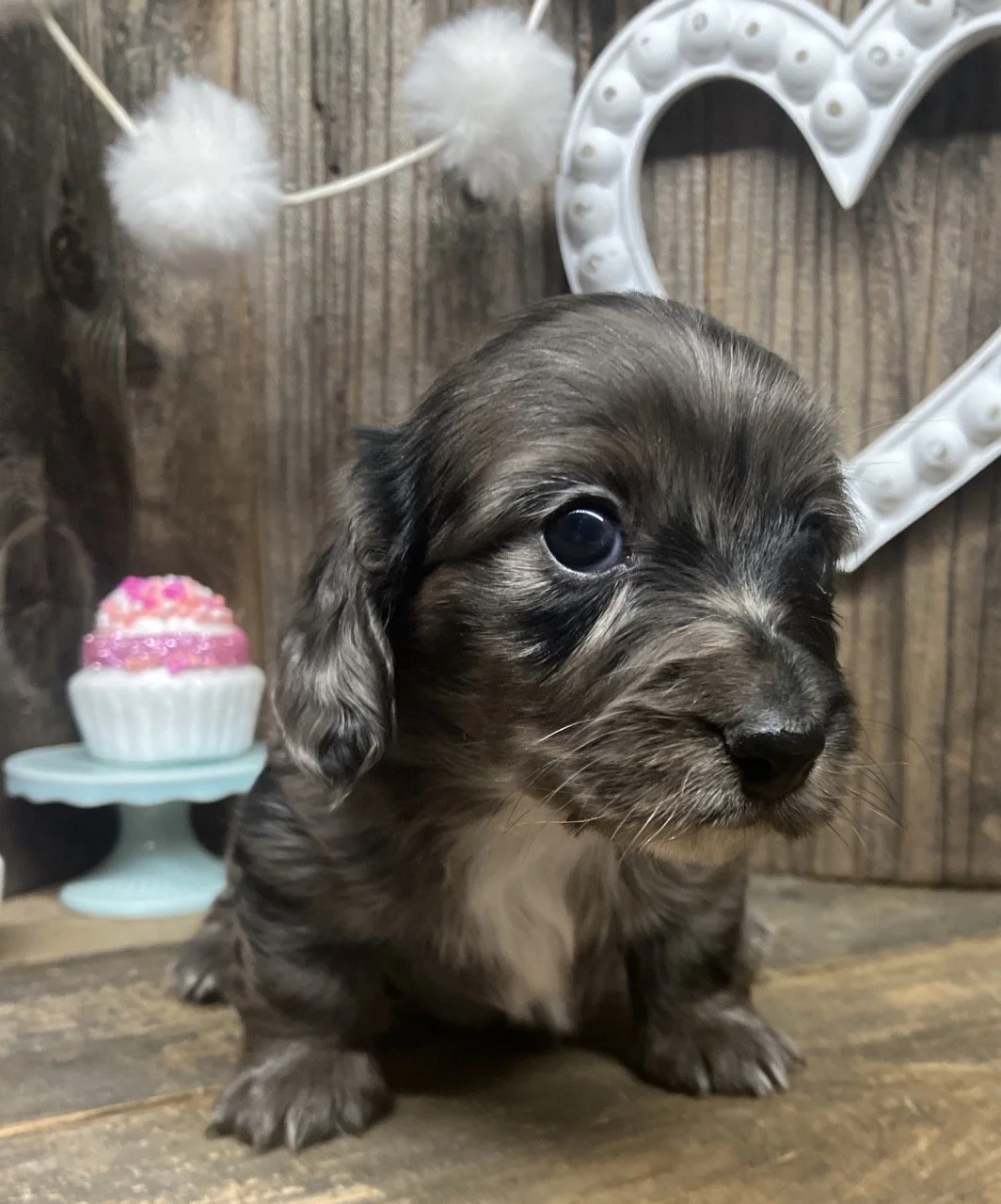Mini Dachshund Puppies Silver Dapple Long Hair