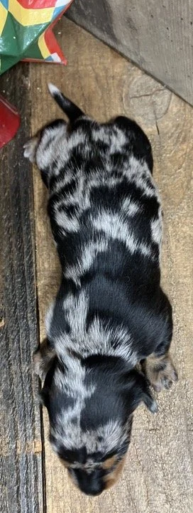 mini doxie