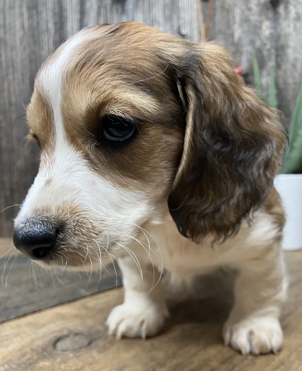 Long Coat Hair Mini Dachshund Puppy Puppies California Breeder