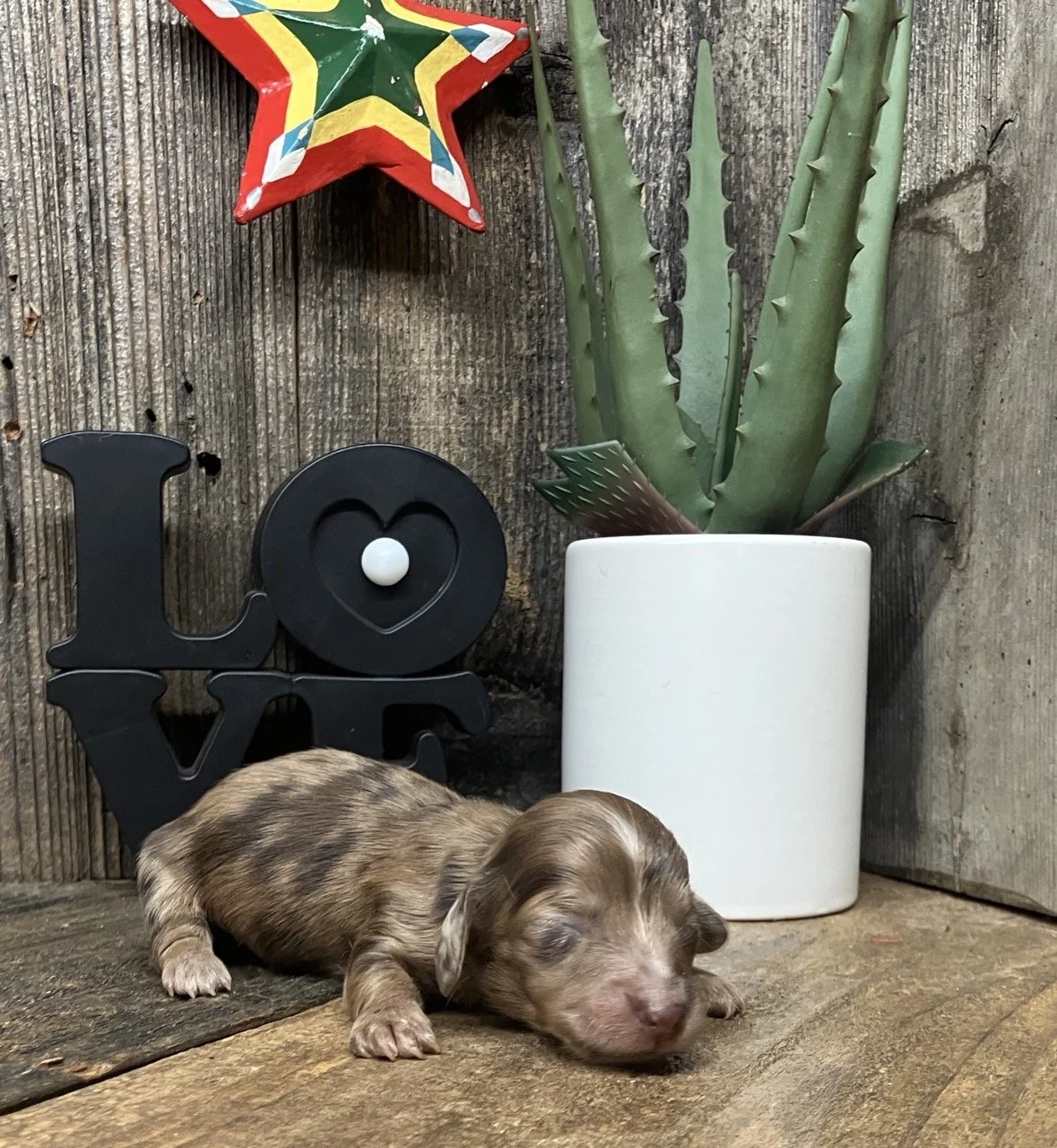 Northern California Dachshund Puppy Breeder Dapple Chocolate