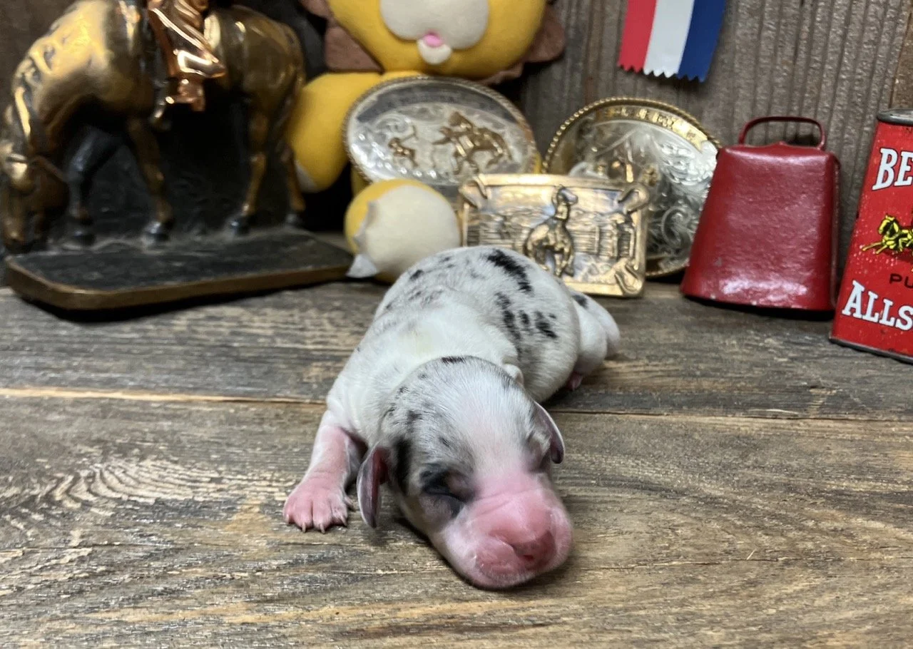Silver Dapple Puppies