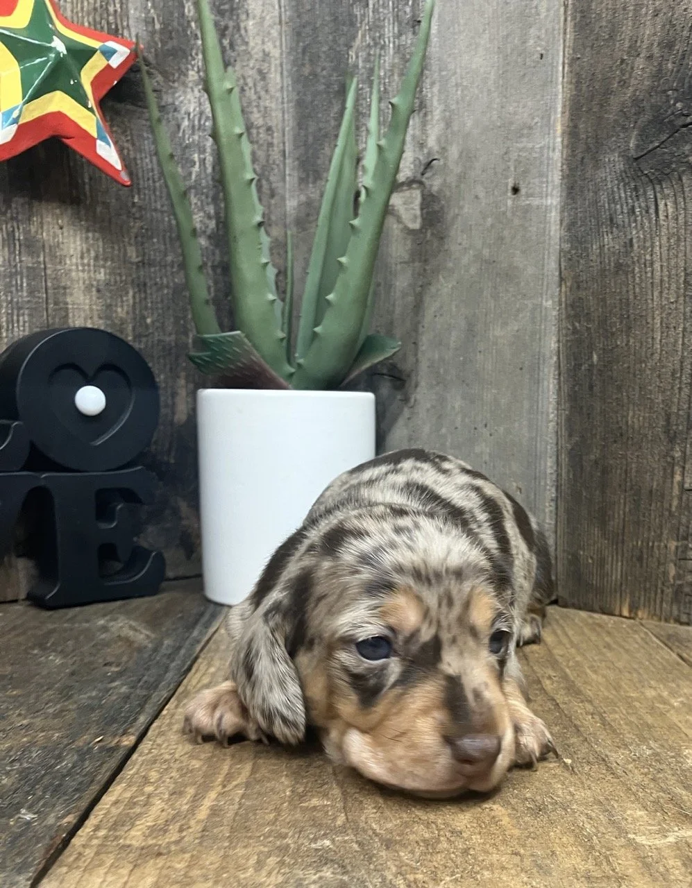 Doxie Puppy Breeder Dapple Redding California Chocolate