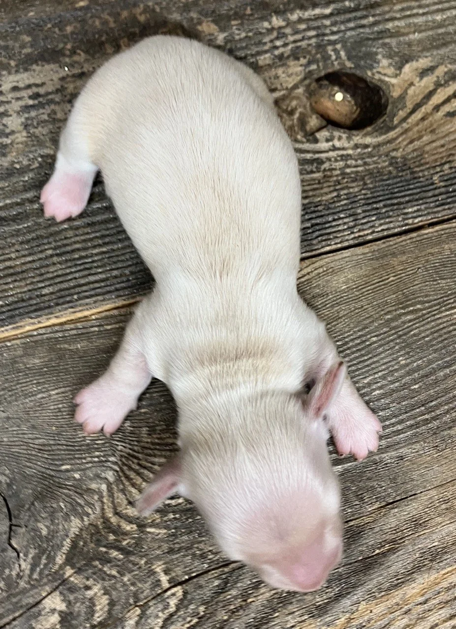 Mini Doxies Northern California Cream Puppies
