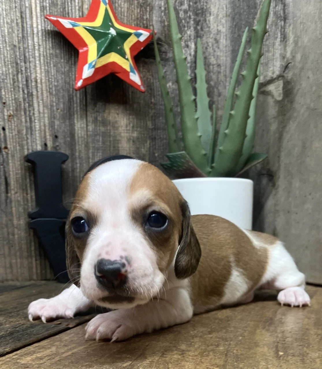 Mini Dachshund Puppies Breeder NorCal Nor Cal Piebald