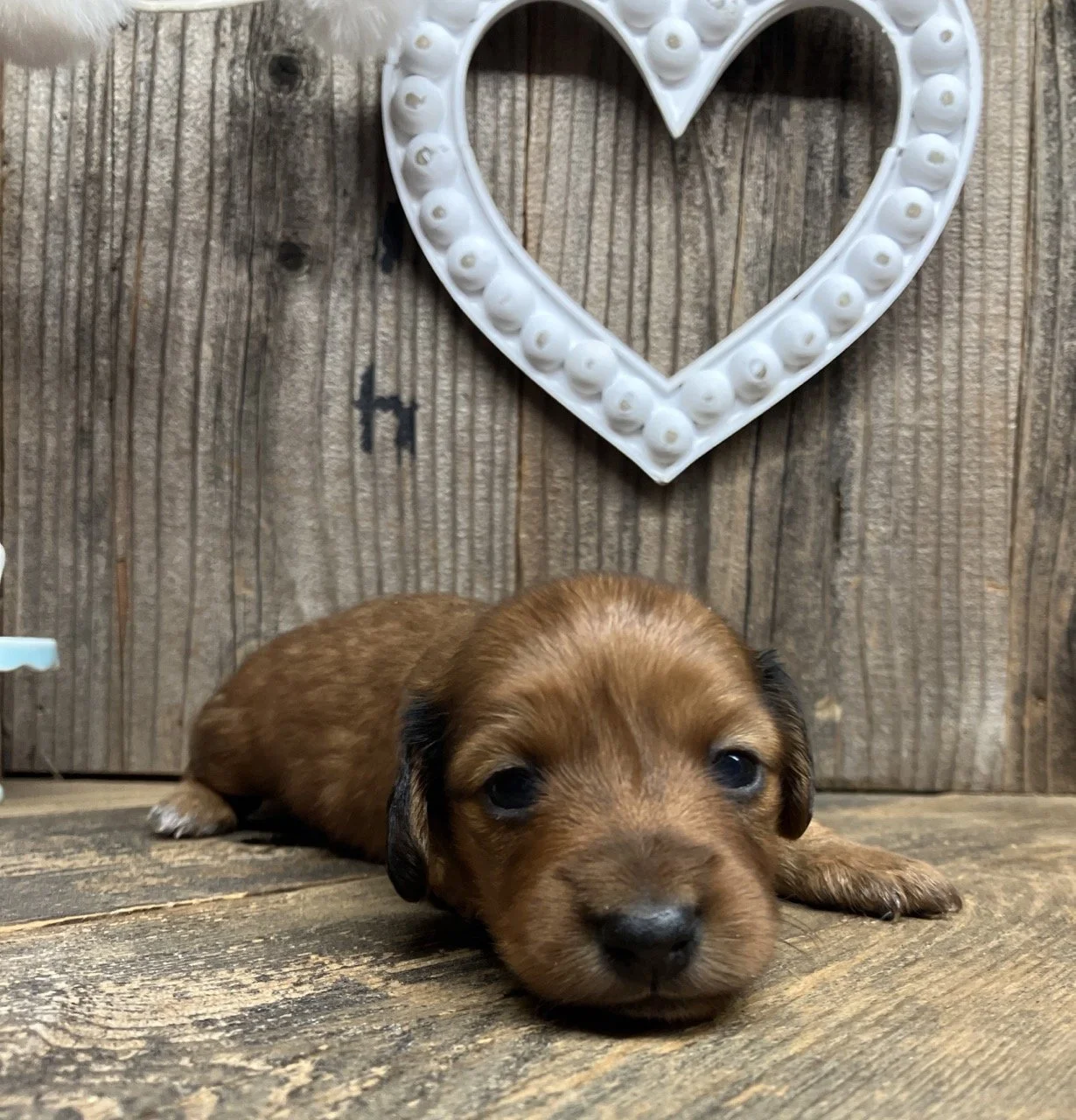 GoodDog Mini Doxie California