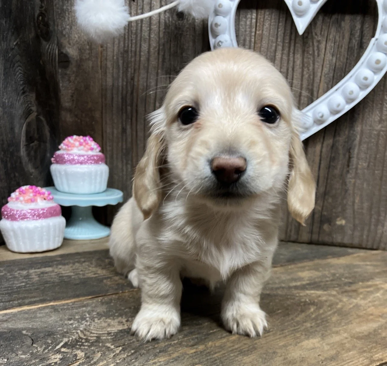 Cream Miniature Dachshund Puppy Puppies Long Hair