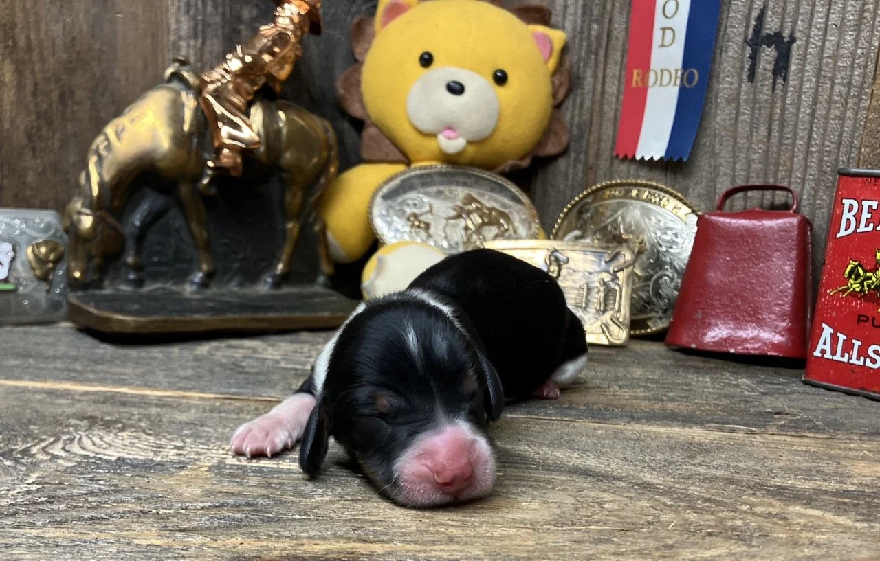 Black and Tan Piebald Puppies