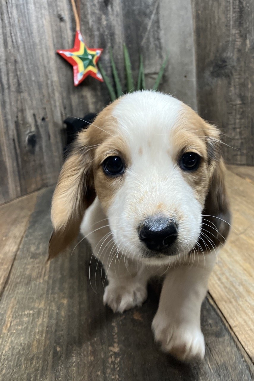 Long  Hair Miniature Dachshund Puppy Dog Puppies Breeder California Good
