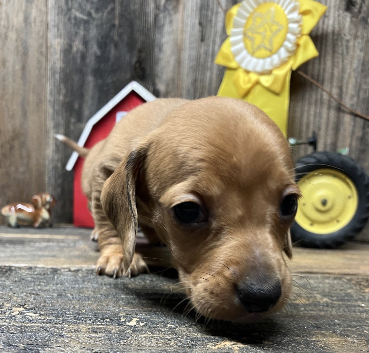 corndogjay062924a.jpg