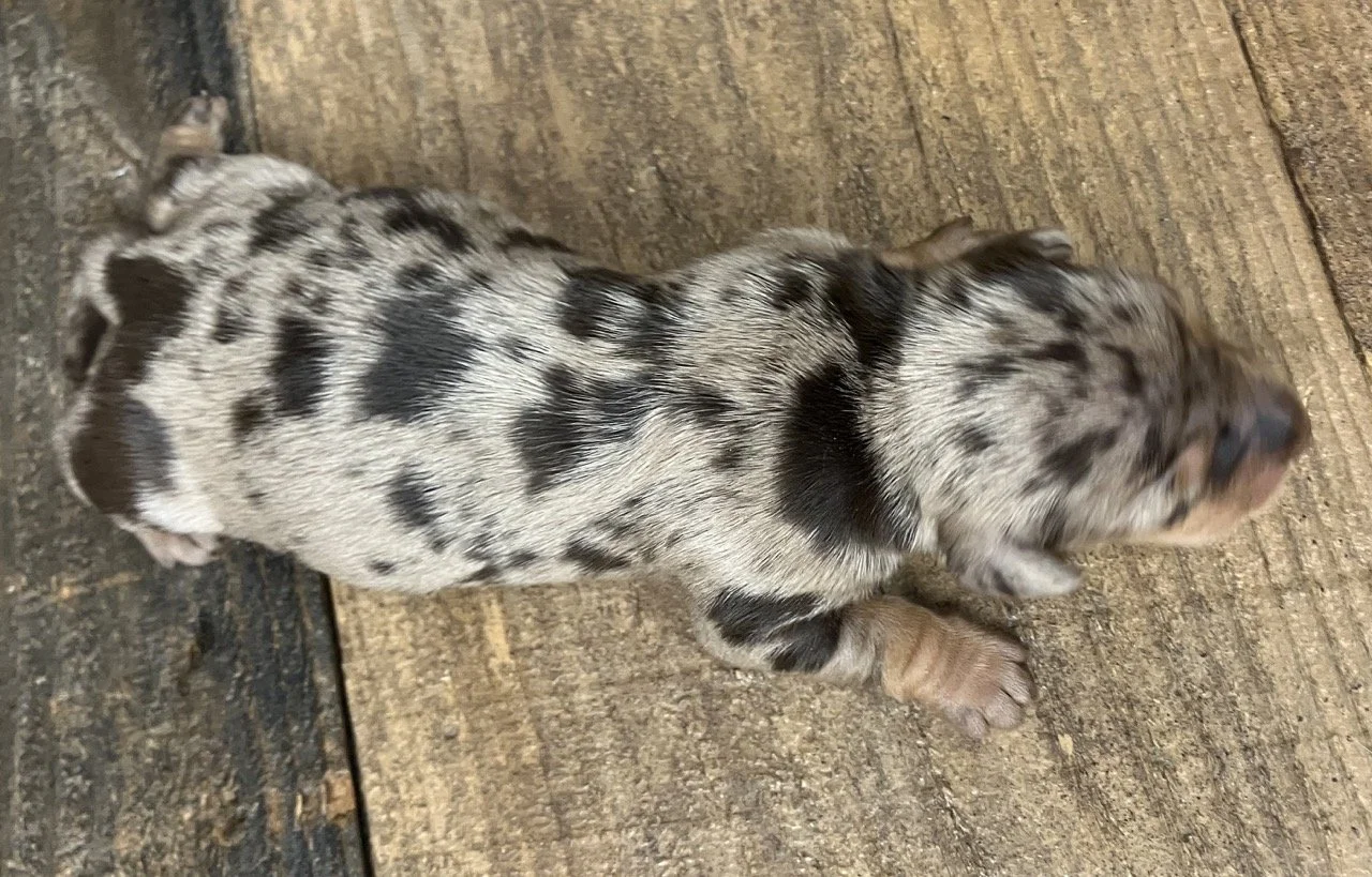 Chocolate and Tan Dapple Mini Dachshund Doxie Good Dog