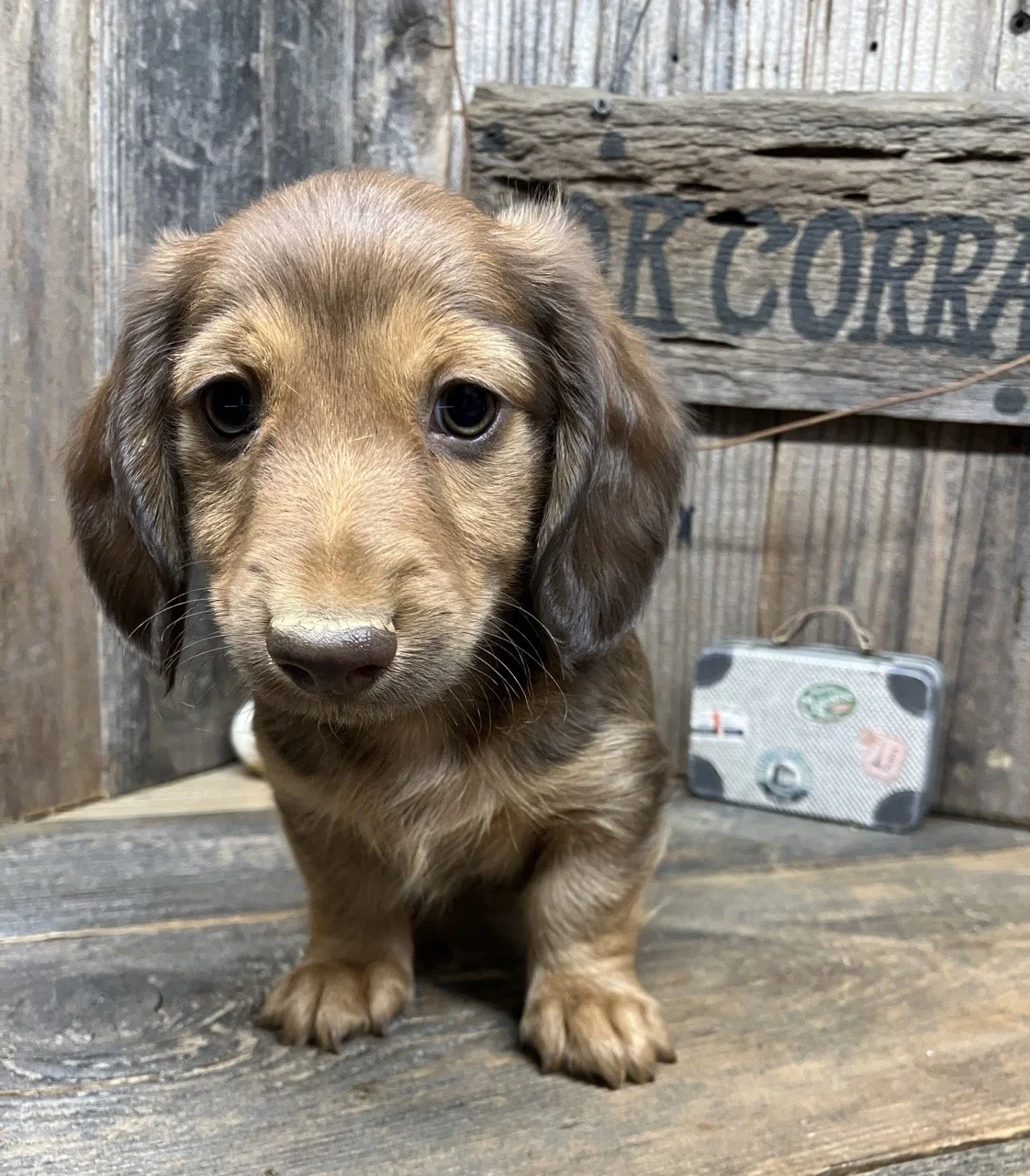Long Hair Dachshund Puppy Dog Breeder Sacramento Valley Area