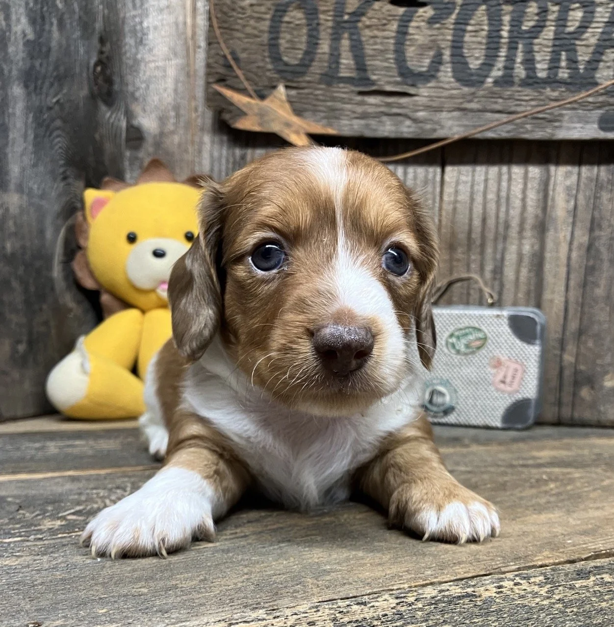 Mini Dachshund Long Coat Piebald Dapple Breeder