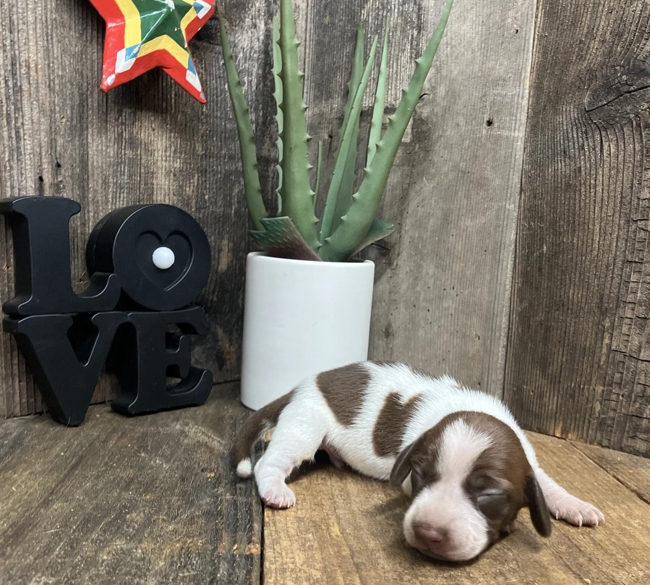 Breeder Miniature Dachshund Puppies Puppy Northern California Near Me
