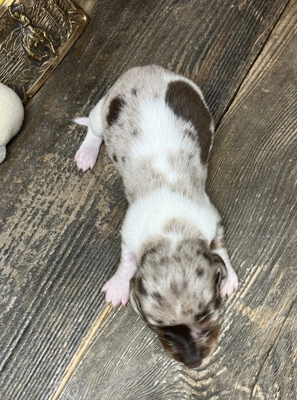 Chocolate and Tan Mini Dachshund Dapple