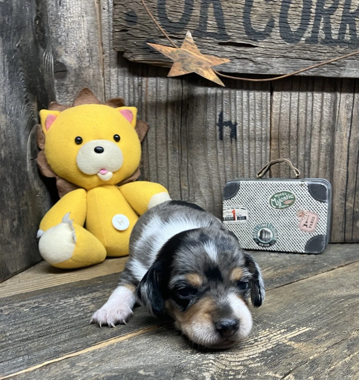 Silver Dapple Mini Dachshund Puppy Dog Good dog