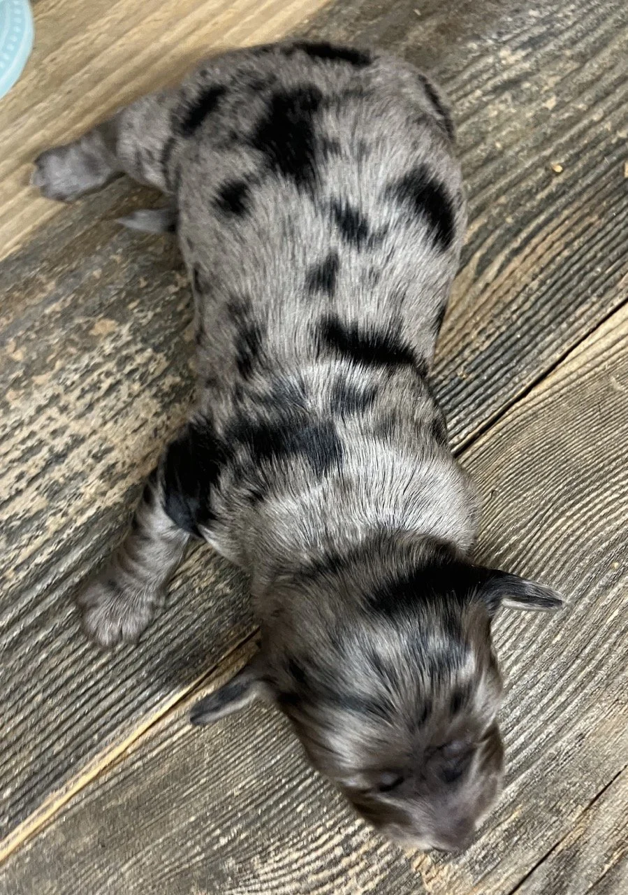 Miniature Dachshund Puppies Silver Dapple 