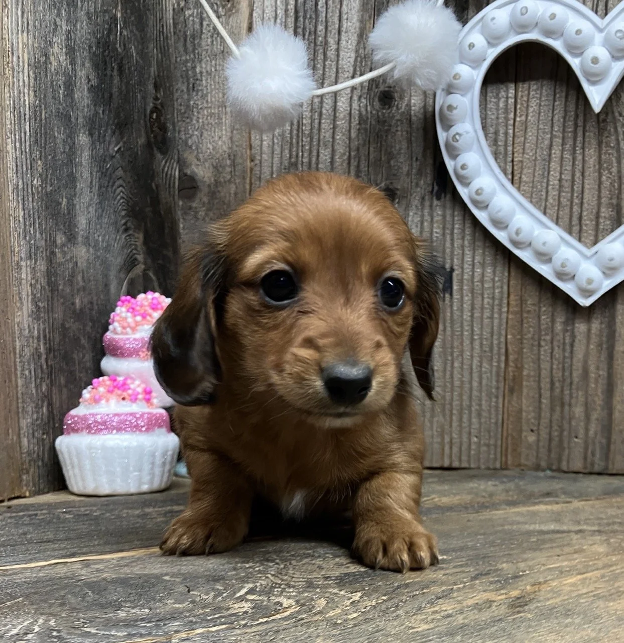 Miniature Dachshund Puppies Puppy Northern California Good Dog