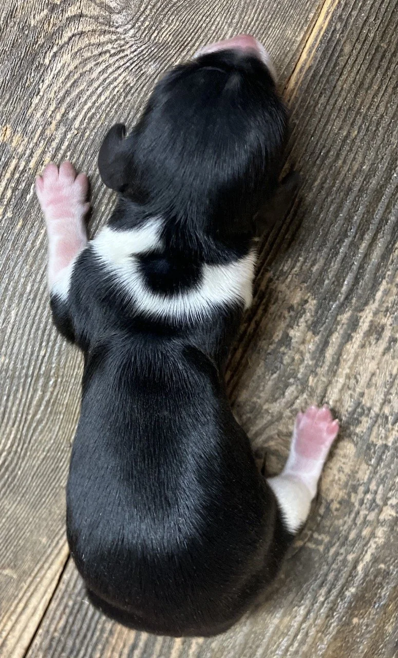 Piebald Mini Dachshunds