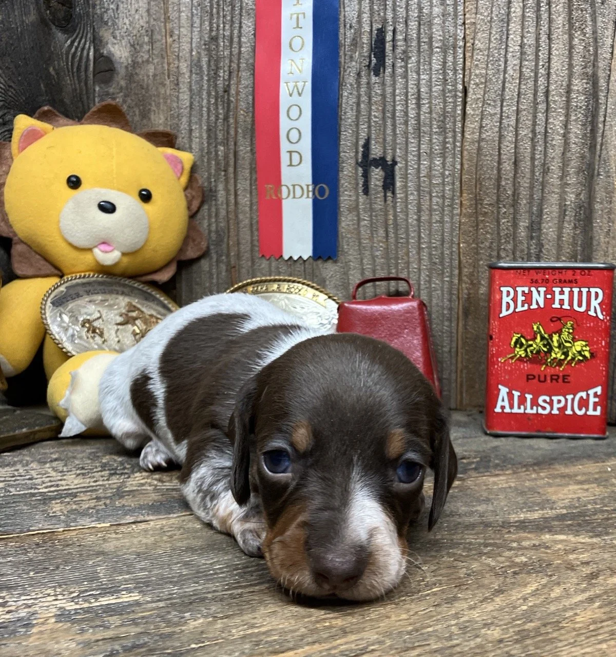 Chocolate Dachshund Puppy