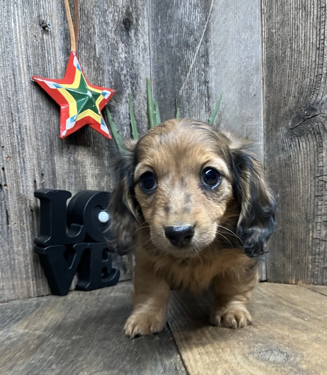 Long Hair Merle Dapple Mini Dachshund Breeeders Near Me Good Dog