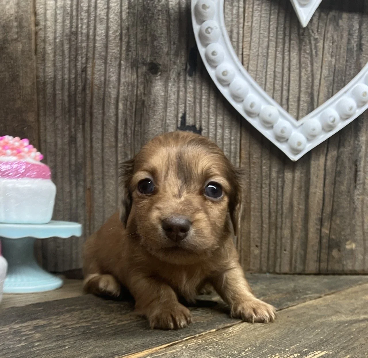 Mini Dachshund Dapple Puppy in Northern California