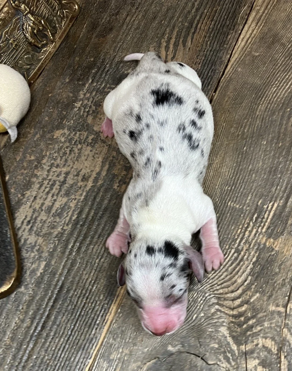 Silver Dapple Miniature Dachshund