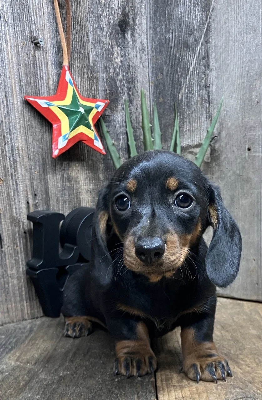 Smooth Coat Doxie Dachshund Breeder Marin Sacramento California Mini
