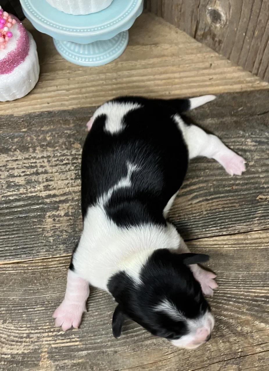 Sausage Dog Piebald Black White Puppy 