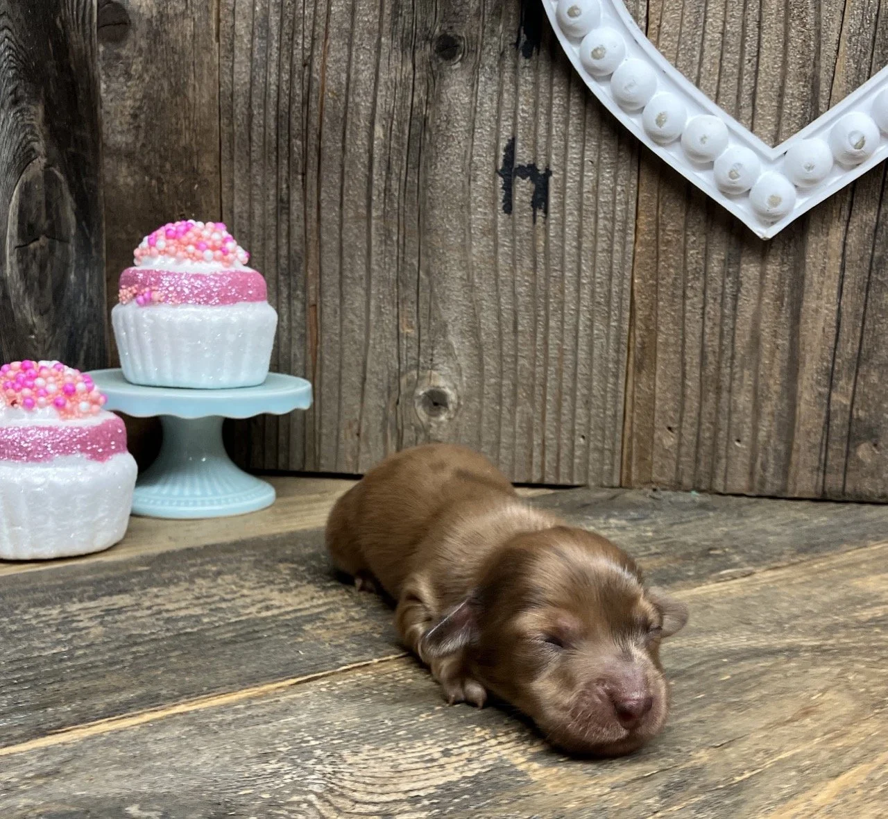 Classic Red Dapple Miniature Dachshunds Puppies
