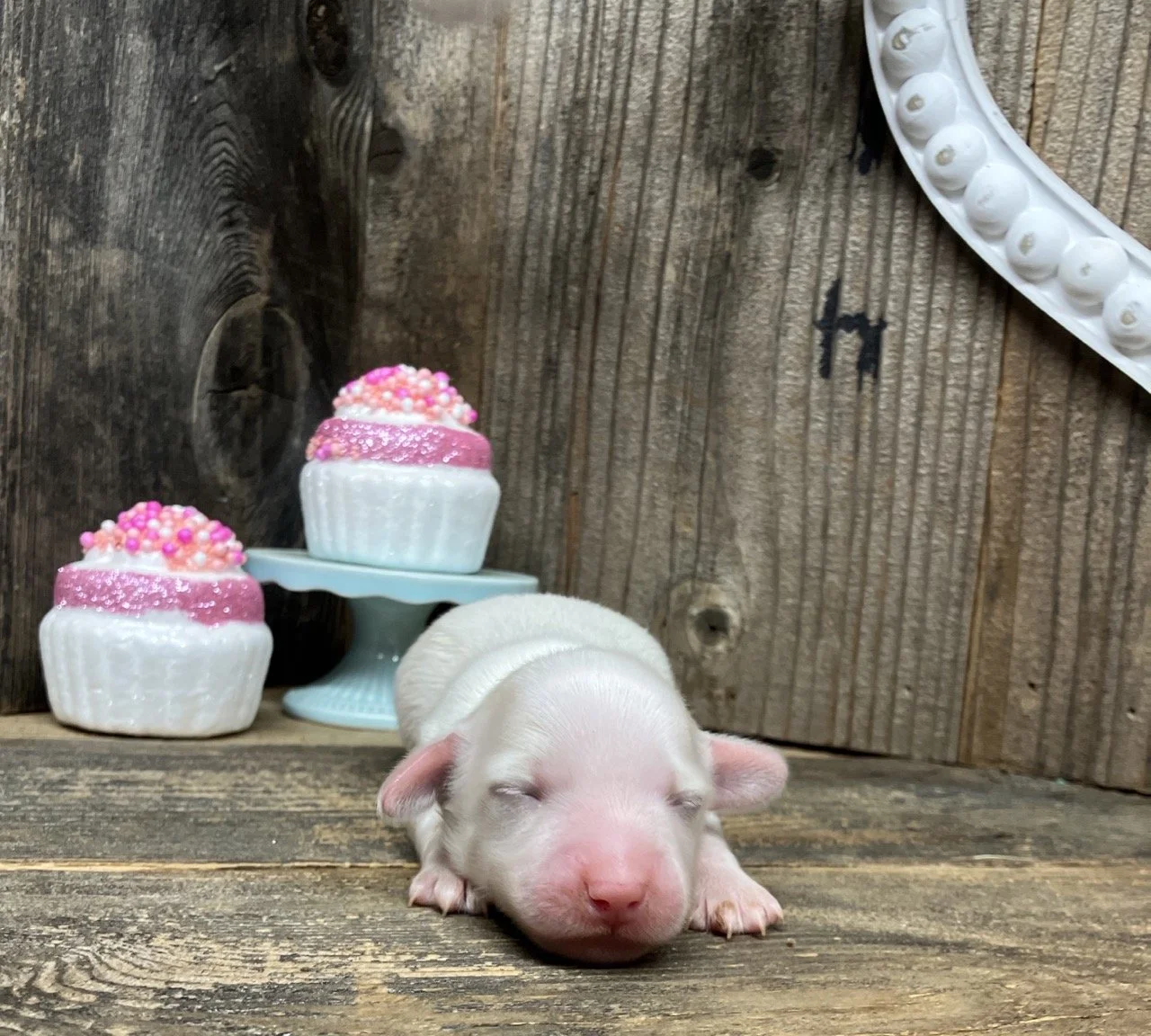 cream miniature dachshund puppies